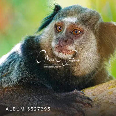 ALBUM 5527295 ALBUM 5527295 - Mike O'Pierre Photographe