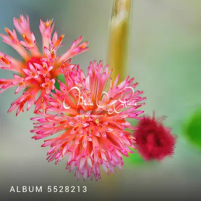 Album 5528213 Album 5528213 - Mike O'Pierre Photographe